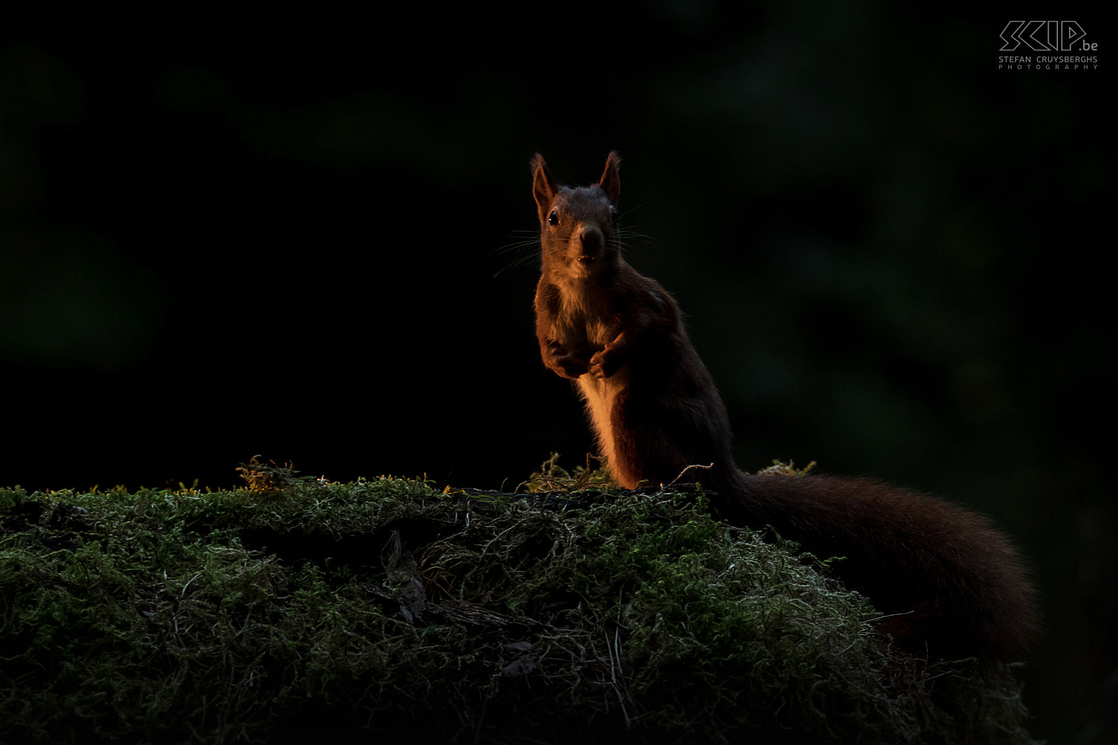 Eekhoorn bij dageraad Een eekhoorntje op een vroege donkere herfstochtend met wat kunstlicht Stefan Cruysberghs
